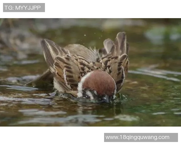 国王赛场微小动作被镜头捕捉引发广泛热议网友纷纷讨论其背后含义